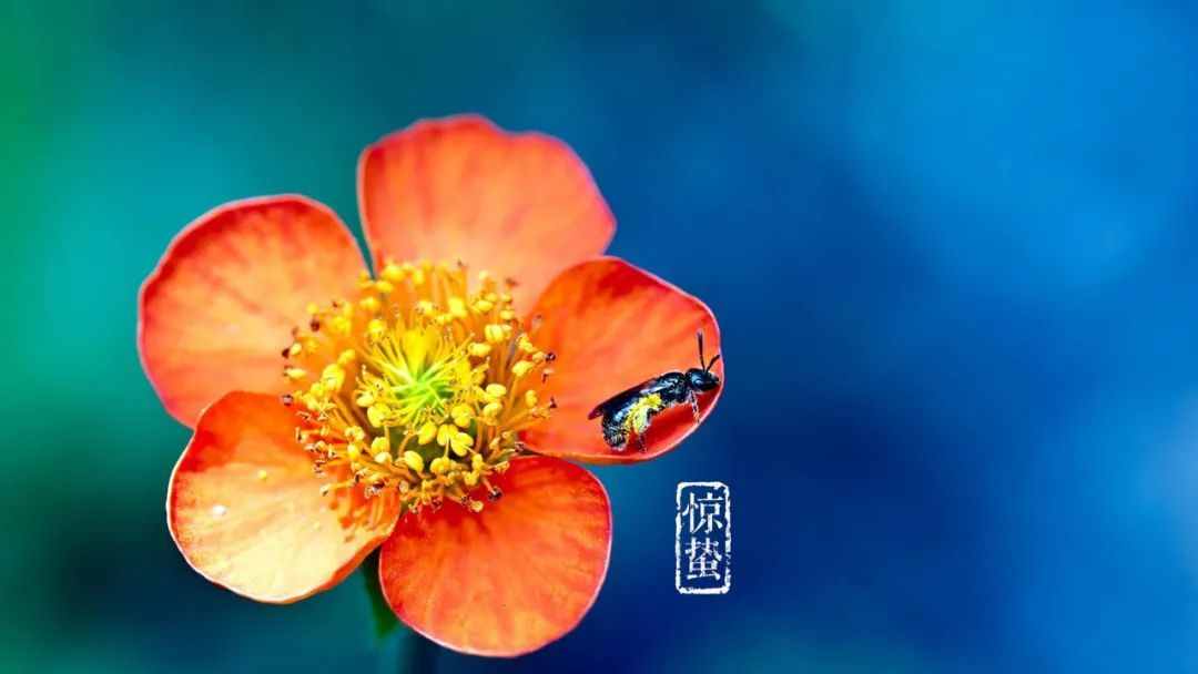 雨催驚蟄候 風(fēng)作勒花開，十二首驚蟄詩詞，叫醒酣睡的春天