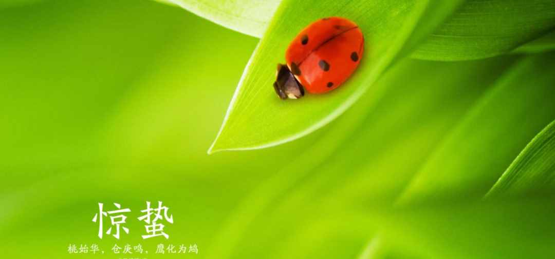 雨催驚蟄候 風(fēng)作勒花開，十二首驚蟄詩詞，叫醒酣睡的春天