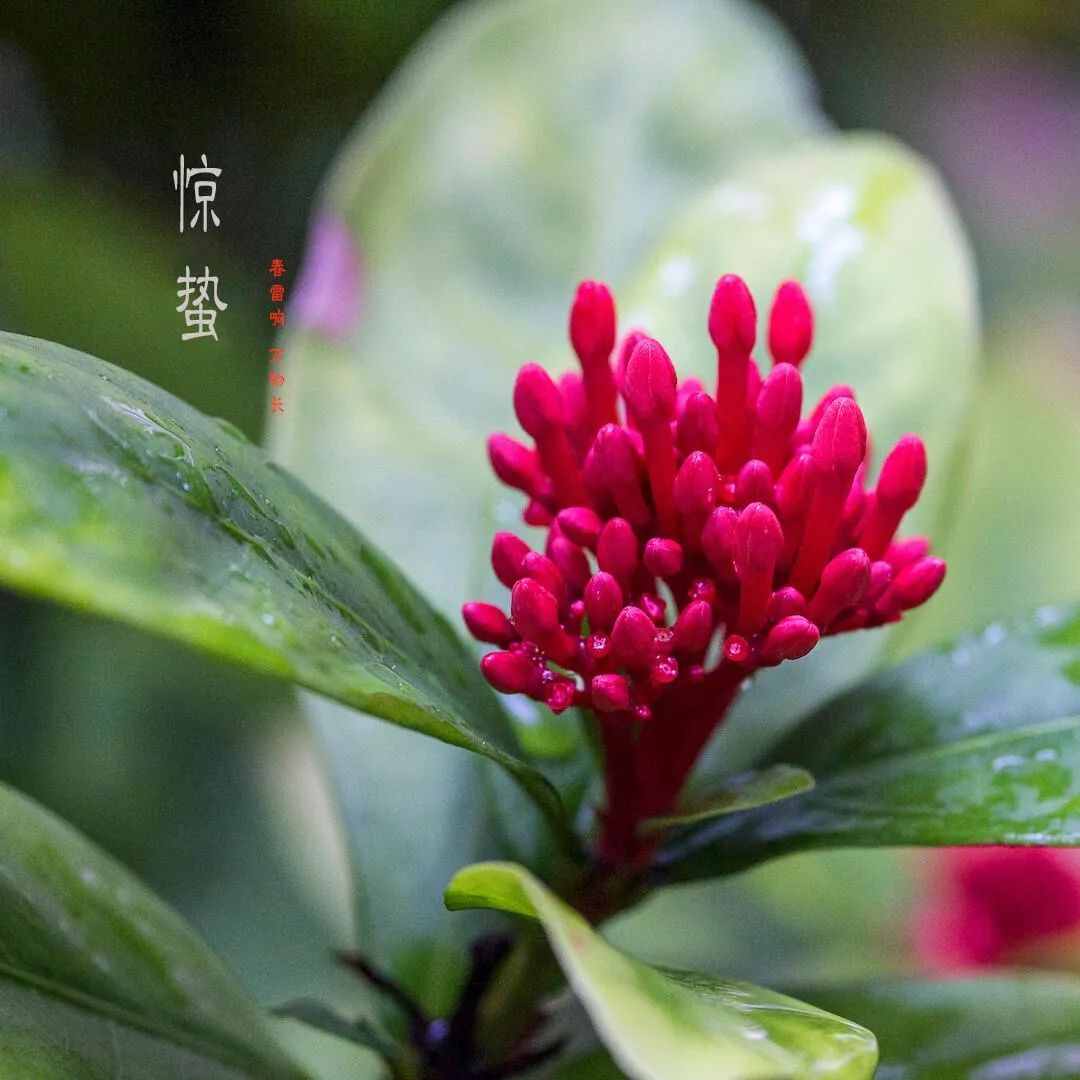 雨催驚蟄候 風(fēng)作勒花開，十二首驚蟄詩詞，叫醒酣睡的春天