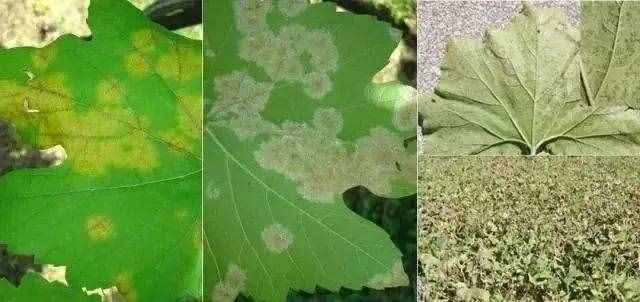 18種葡萄常見(jiàn)病害的診斷及防治方法