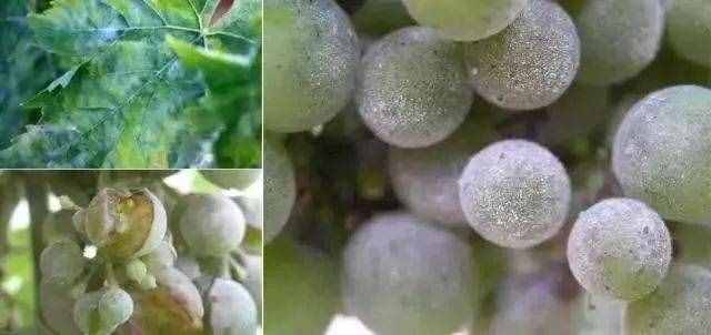 18種葡萄常見(jiàn)病害的診斷及防治方法