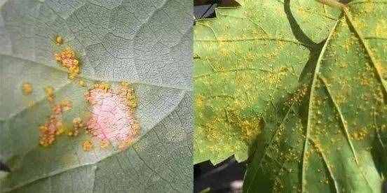 18種葡萄常見(jiàn)病害的診斷及防治方法
