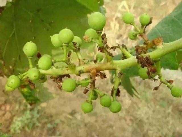 18種葡萄常見(jiàn)病害的診斷及防治方法