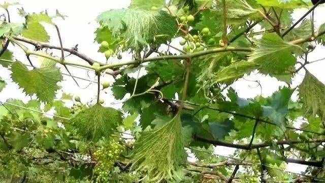 18種葡萄常見(jiàn)病害的診斷及防治方法