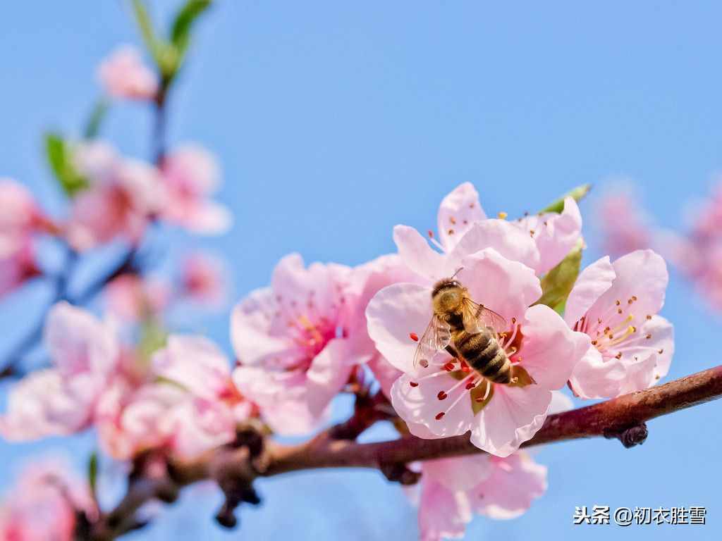 薛寶釵才真正讀懂了杜甫：黃四娘家花滿磎，干朵萬朵壓枝低