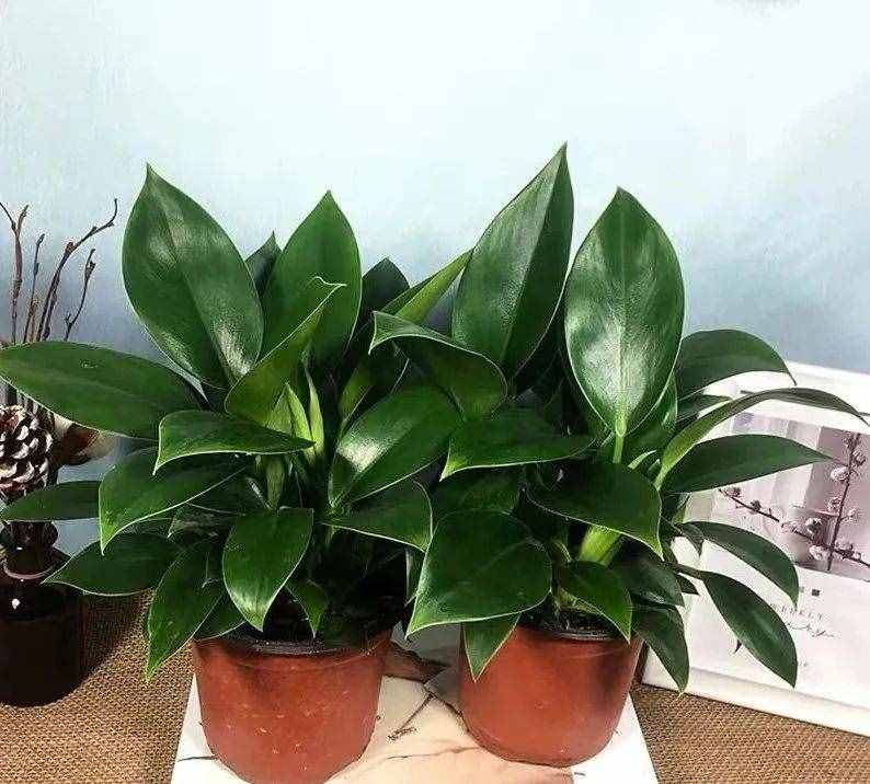 春天養(yǎng)金鉆，注意這幾點，葉子綠油油的，越養(yǎng)越吉祥
