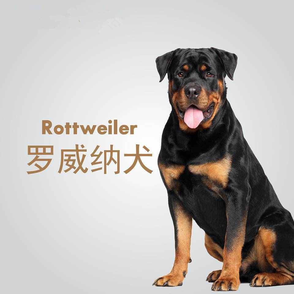 被認為是最聰明的幾種狗狗，邊牧金毛都拿不到第一！