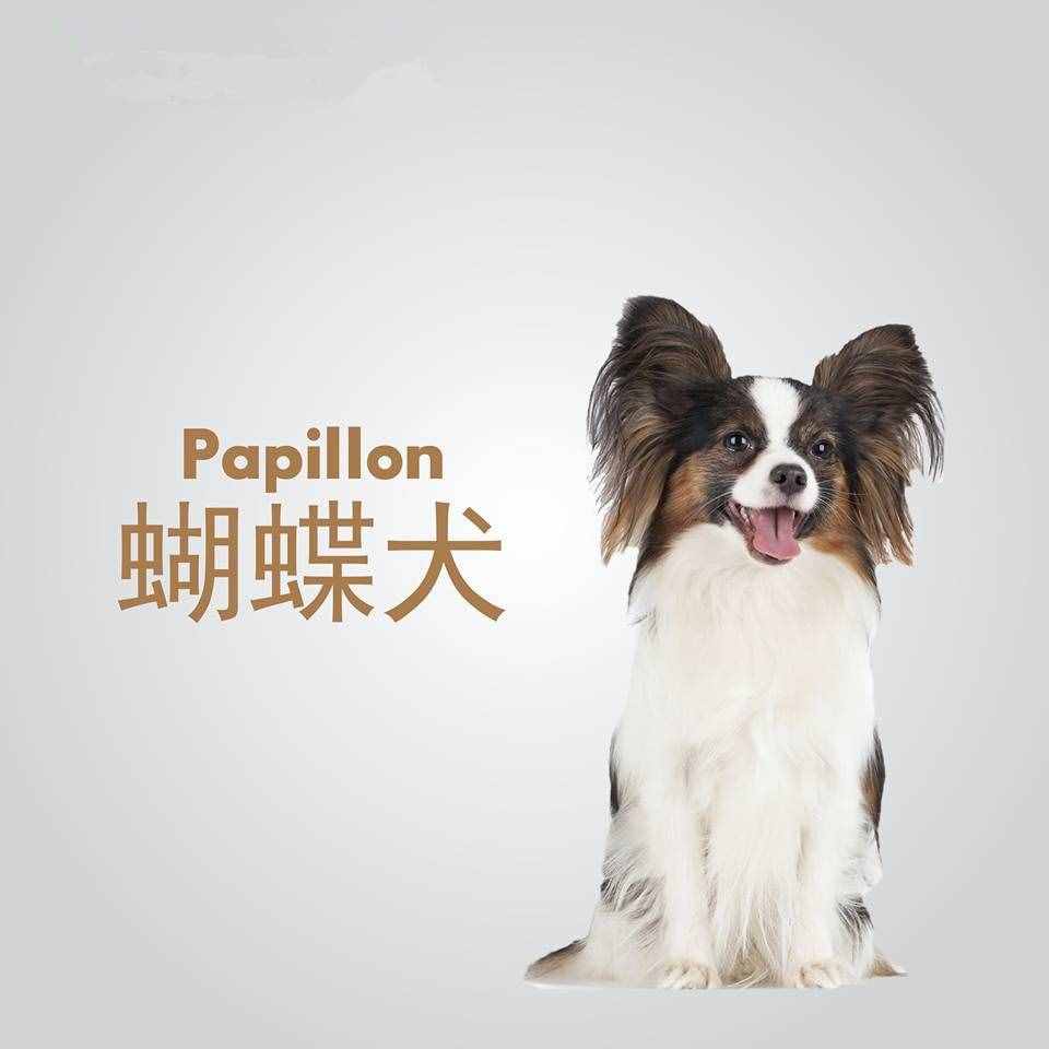 被認為是最聰明的幾種狗狗，邊牧金毛都拿不到第一！