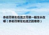 參差荇菜左右流之荇菜一般生長(zhǎng)在哪（參差荇菜左右流之的意思）