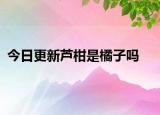 今日更新蘆柑是橘子嗎