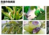 今日更新炭疽病癥狀（炭疽病什么癥狀）