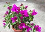 今日更新花草樹木怎樣過冬（氣溫低花草怎么過冬）