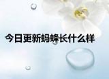 今日更新螞蜂長什么樣