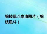 狛枝凪斗高清圖片（狛枝凪斗）