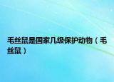 毛絲鼠是國家?guī)准壉Ｗo動物（毛絲鼠）