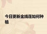 今日更新金線蓮如何種植
