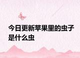 今日更新蘋果里的蟲子是什么蟲