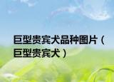 巨型貴賓犬品種圖片（巨型貴賓犬）