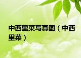 中西里菜寫真圖（中西里菜）