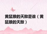 黃鼠狼的天敵是誰（黃鼠狼的天敵）