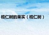 欖仁樹(shù)的果實(shí)（欖仁樹(shù)）