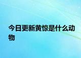 今日更新黃驚是什么動(dòng)物