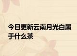 今日更新云南月光白屬于什么茶