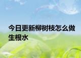 今日更新柳樹(shù)枝怎么做生根水