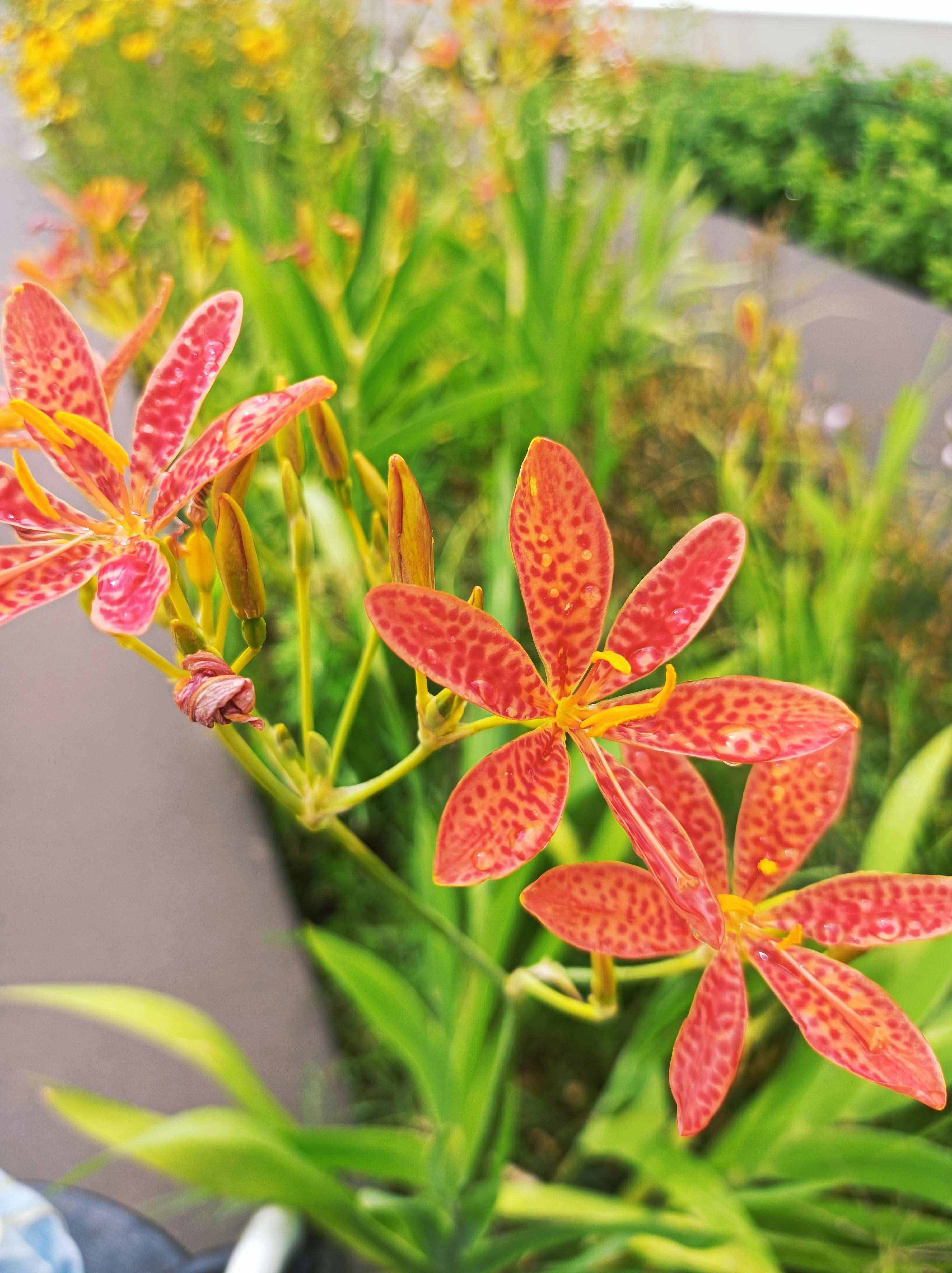 聆聽花開的聲音