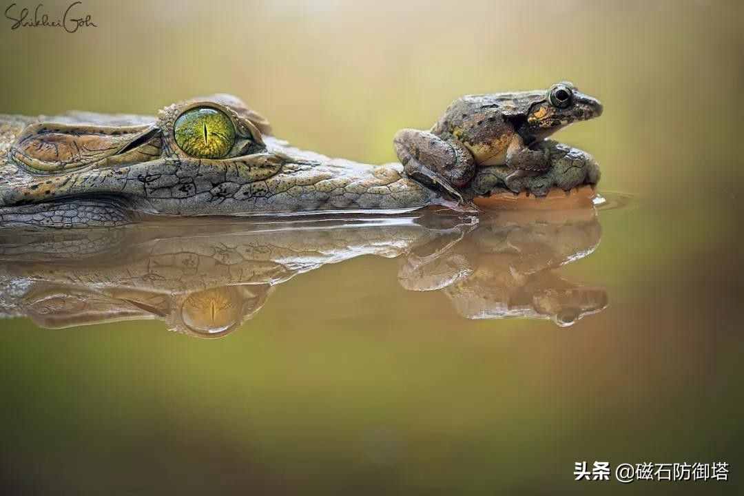 鱷魚為什么會(huì)流眼淚？是假慈悲還是排除鹽分？