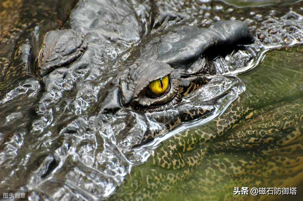 鱷魚為什么會(huì)流眼淚？是假慈悲還是排除鹽分？