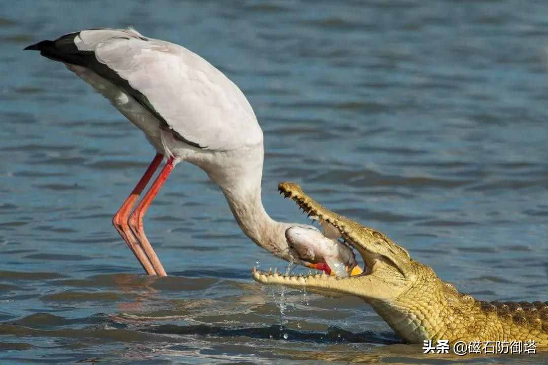 鱷魚為什么會(huì)流眼淚？是假慈悲還是排除鹽分？
