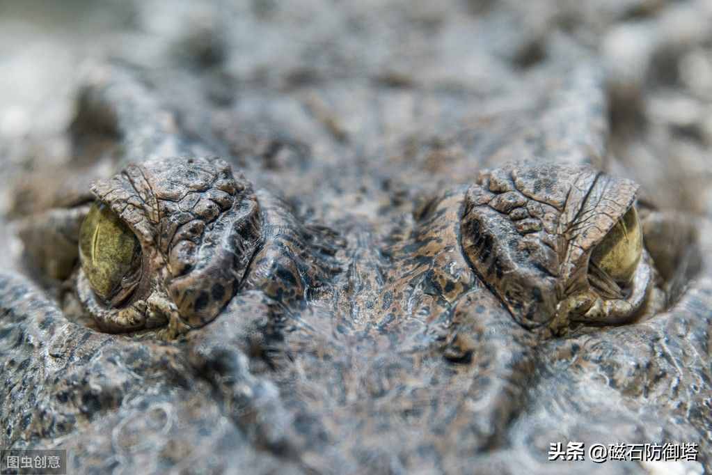 鱷魚為什么會(huì)流眼淚？是假慈悲還是排除鹽分？