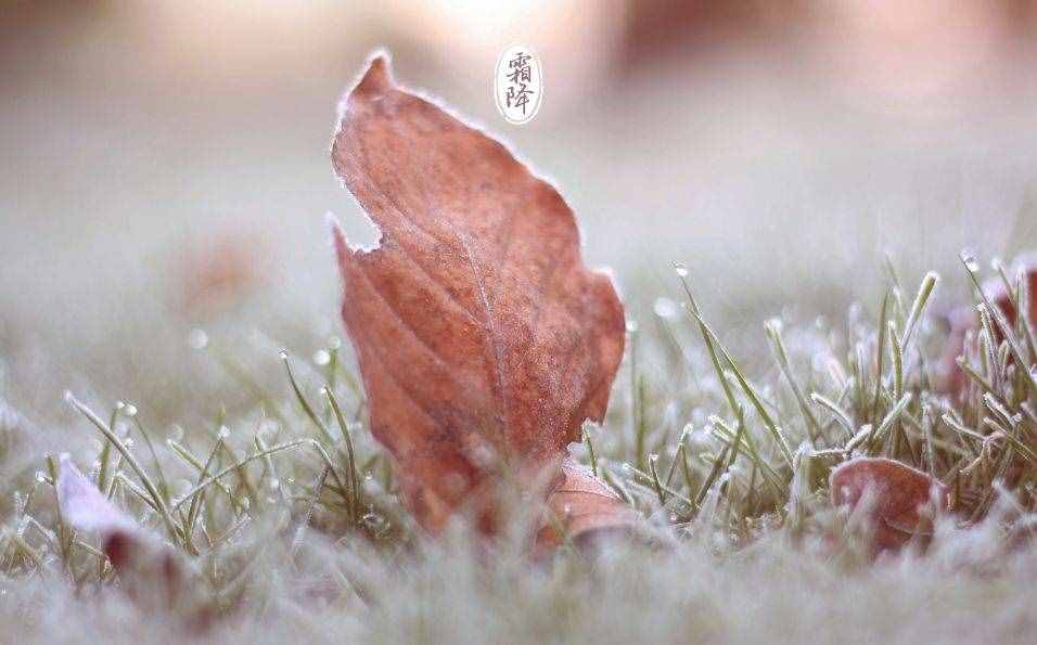 「詩詞鑒賞」十三首霜降詩詞，感受深秋的美好
