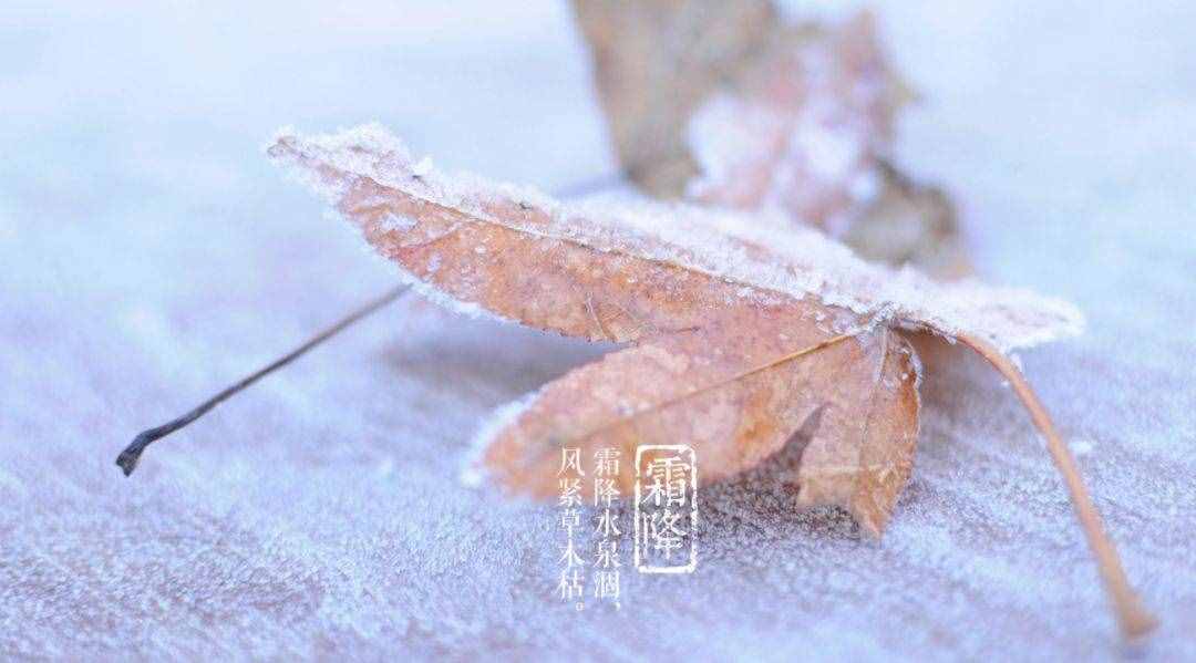 「詩詞鑒賞」十三首霜降詩詞，感受深秋的美好
