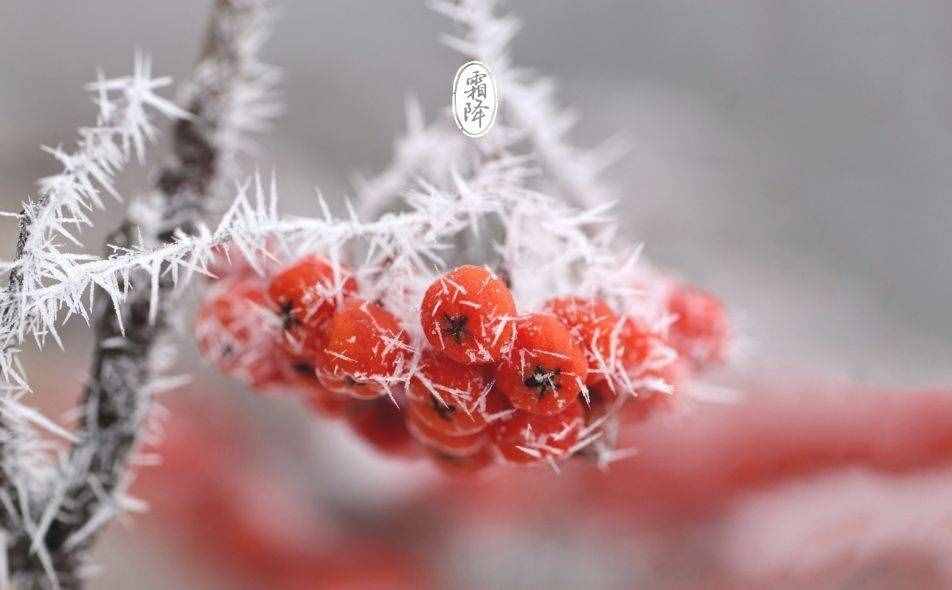 「詩詞鑒賞」十三首霜降詩詞，感受深秋的美好