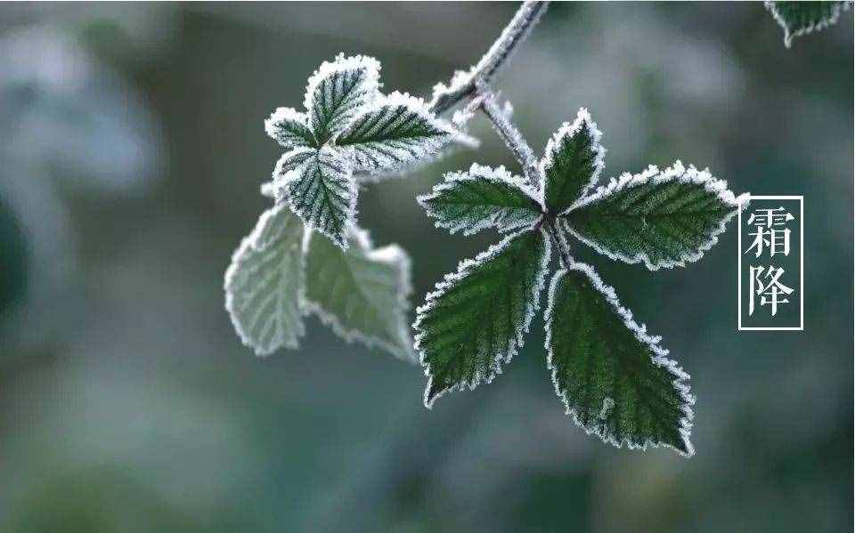 「詩詞鑒賞」十三首霜降詩詞，感受深秋的美好