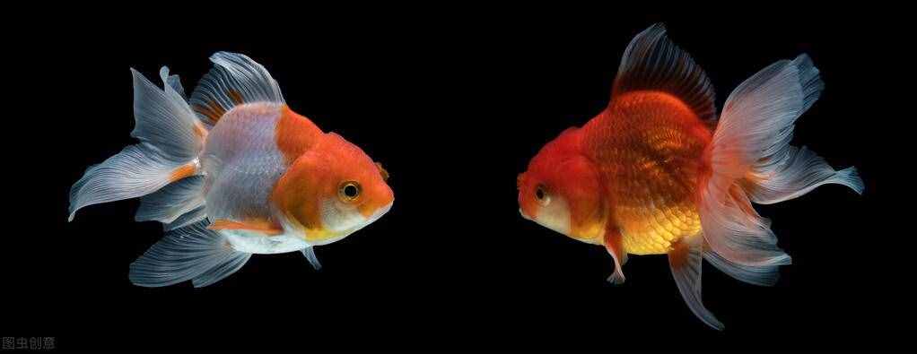 金魚怎么養(yǎng)？做好這5點(diǎn)，不止是養(yǎng)活，還能養(yǎng)好
