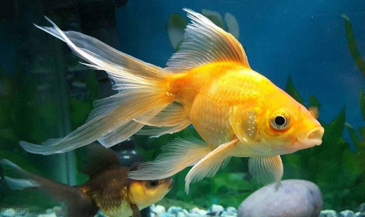 金魚怎么養(yǎng)？做好這5點(diǎn)，不止是養(yǎng)活，還能養(yǎng)好