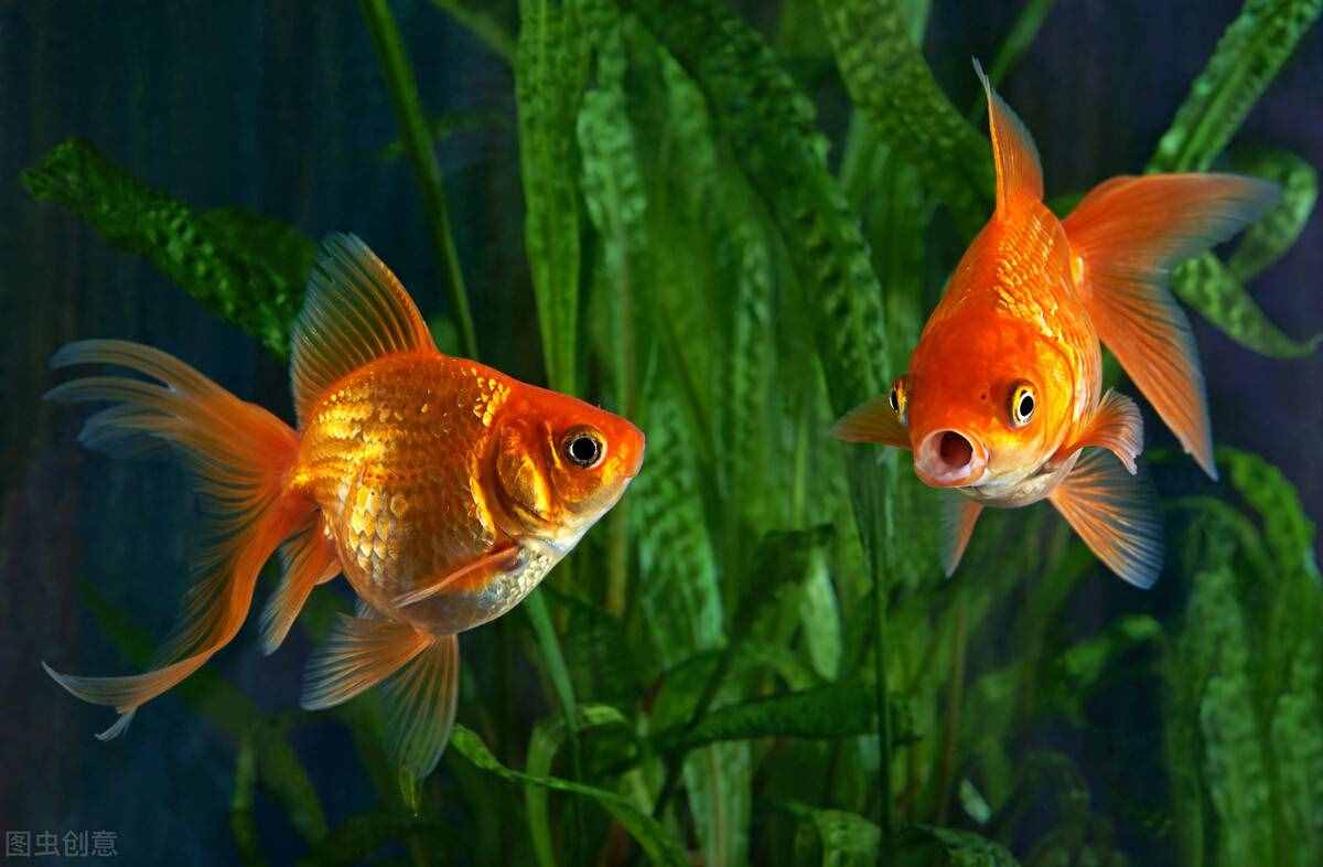 金魚怎么養(yǎng)？做好這5點(diǎn)，不止是養(yǎng)活，還能養(yǎng)好