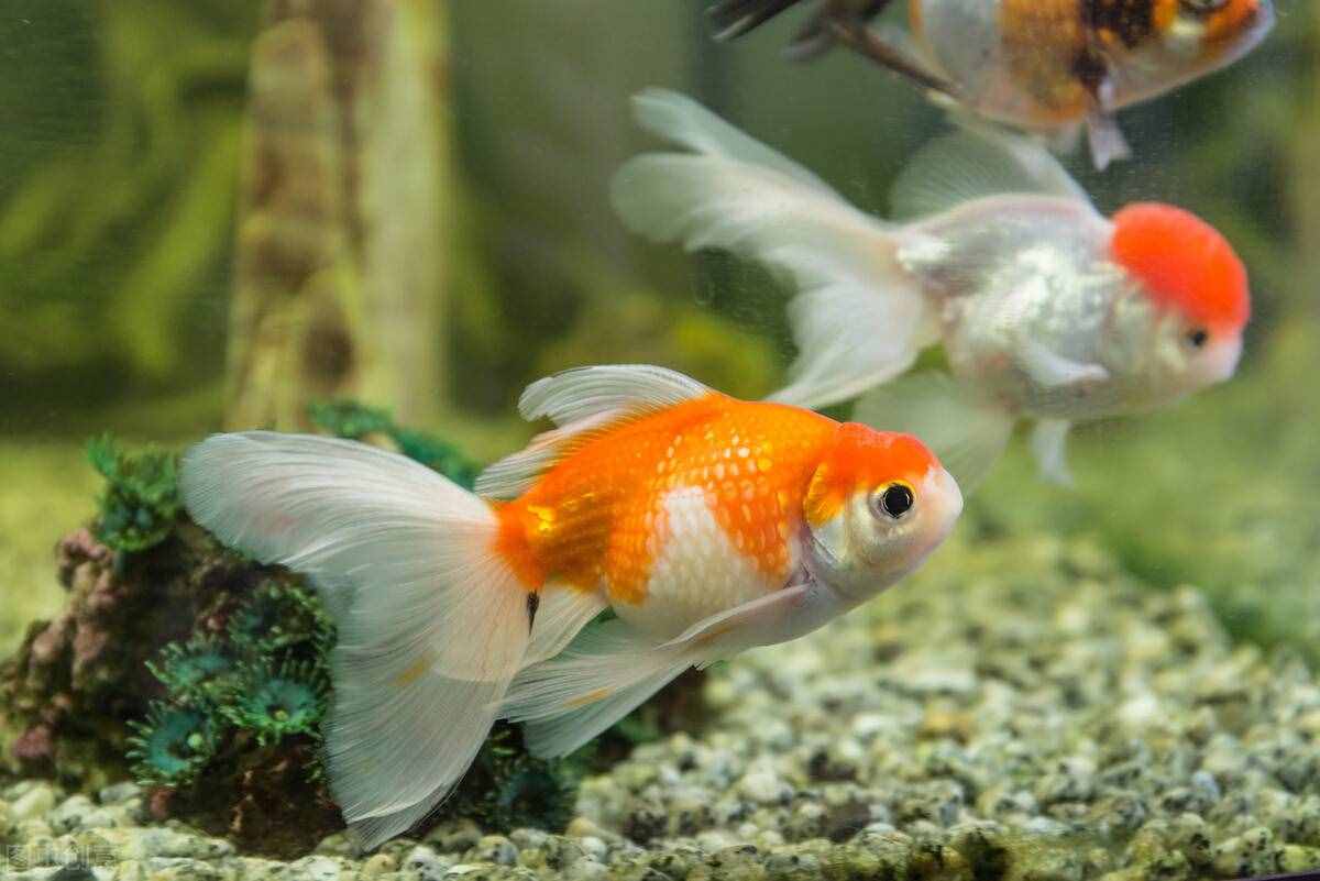 金魚怎么養(yǎng)？做好這5點(diǎn)，不止是養(yǎng)活，還能養(yǎng)好