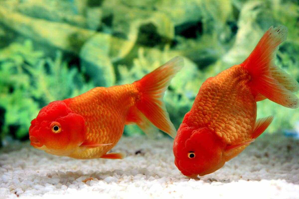 金魚怎么養(yǎng)？做好這5點(diǎn)，不止是養(yǎng)活，還能養(yǎng)好