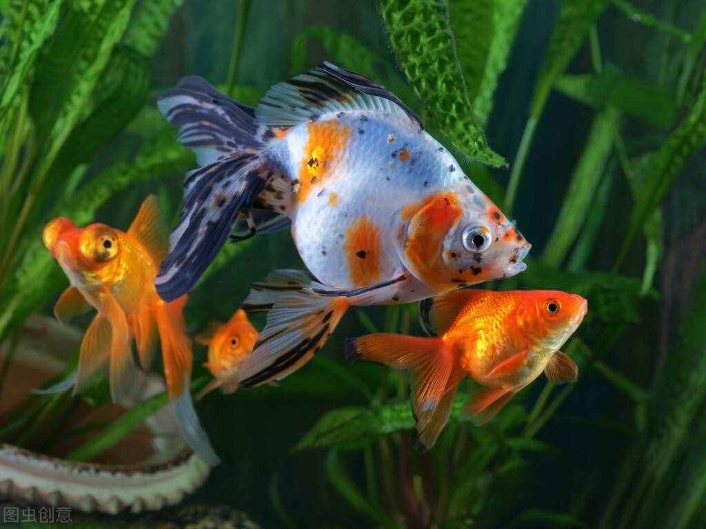 金魚怎么養(yǎng)？做好這5點(diǎn)，不止是養(yǎng)活，還能養(yǎng)好