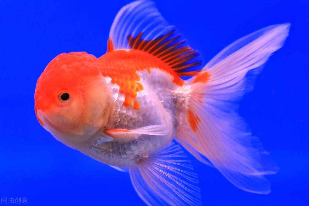 金魚怎么養(yǎng)？做好這5點(diǎn)，不止是養(yǎng)活，還能養(yǎng)好