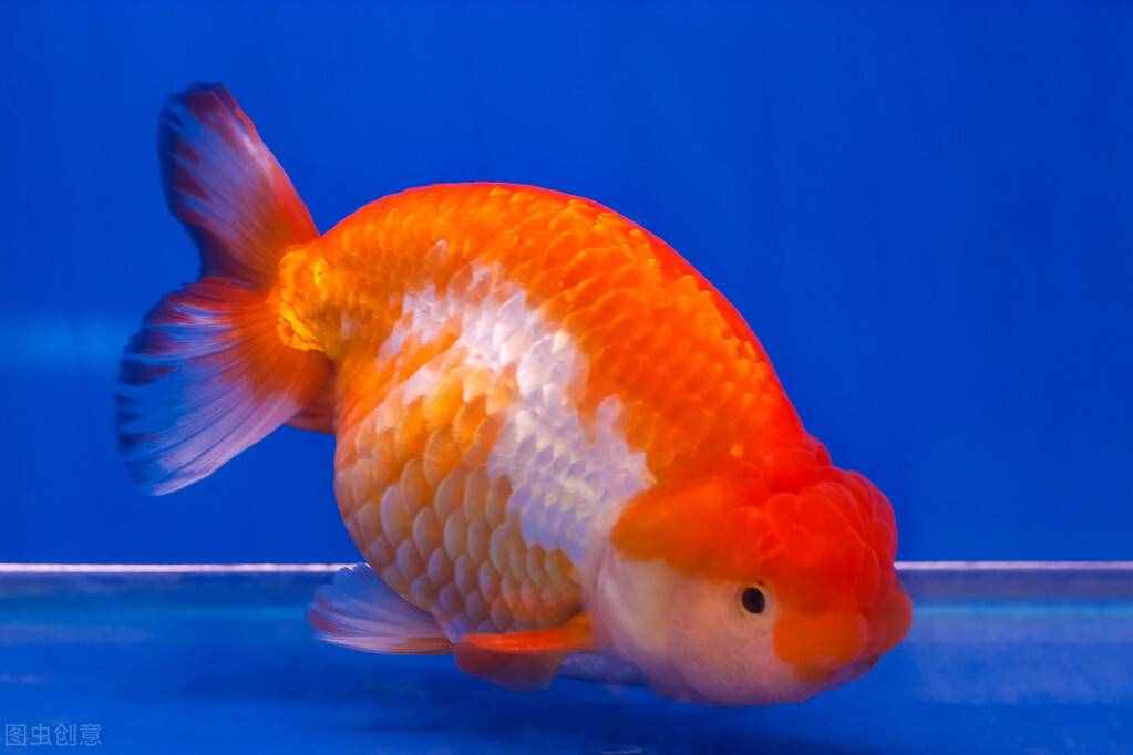 金魚怎么養(yǎng)？做好這5點(diǎn)，不止是養(yǎng)活，還能養(yǎng)好