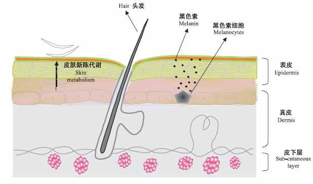 怎么美白全身肌膚？真實有效的全身美白大法