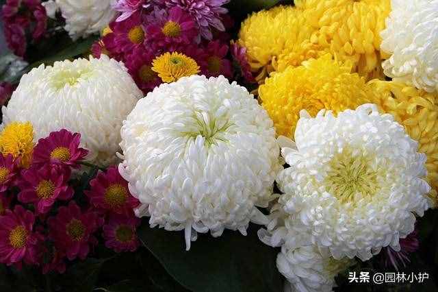 不同品種的菊花花語，千萬別送錯了哦