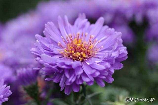 不同品種的菊花花語，千萬別送錯了哦