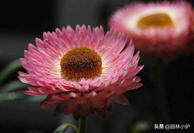 不同品種的菊花花語，千萬別送錯了哦