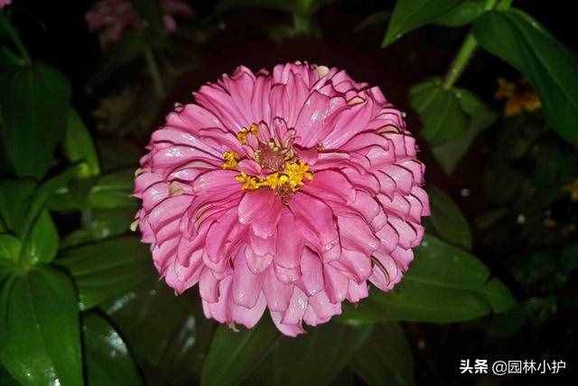 不同品種的菊花花語，千萬別送錯了哦